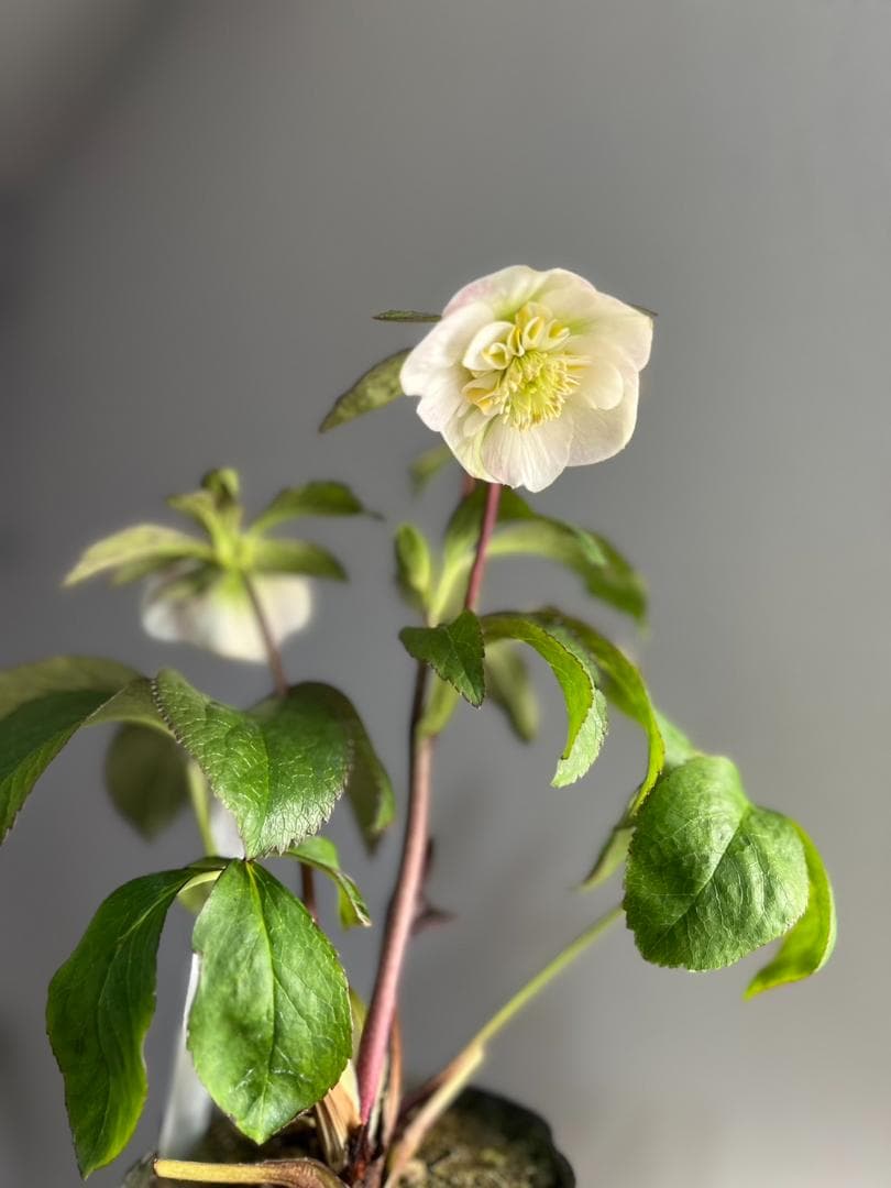 ロ*ズ様 クリスマスローズ　大木　ナーセリーさん　ポーセリンhyb