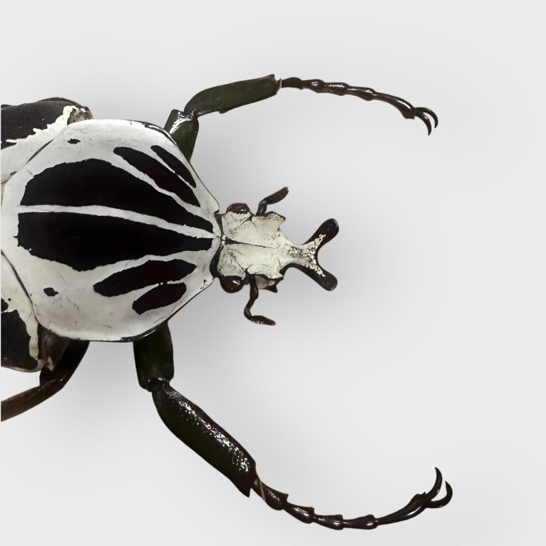 桐箱入り　ゴライアス　レギウス オオツノハナムグリ　 雄　オス　標本　　コンゴ産