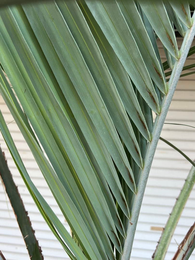 ココスヤシ　極上シルバーリーフ　ヤシの木　ドライガーデン　送料込み価格