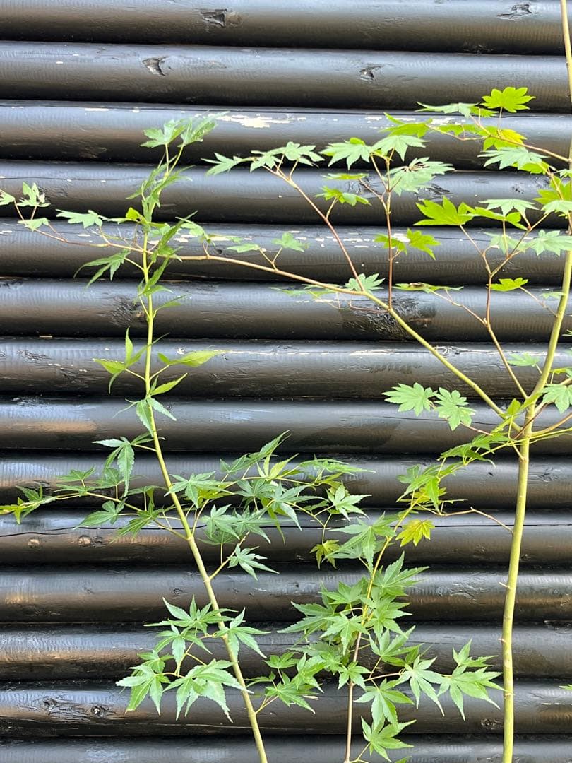 山採り天然　コハウチワカエデ　イロハモミジ　2種混合株