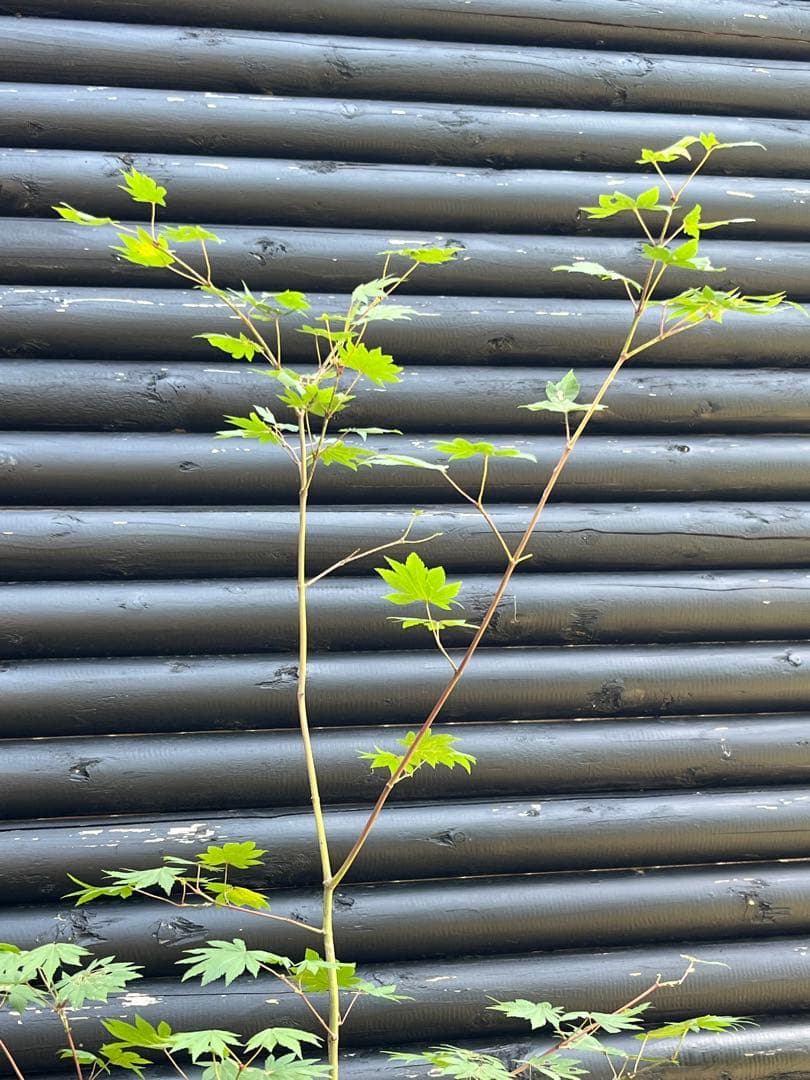 山採り天然　コハウチワカエデ　イロハモミジ　2種混合株