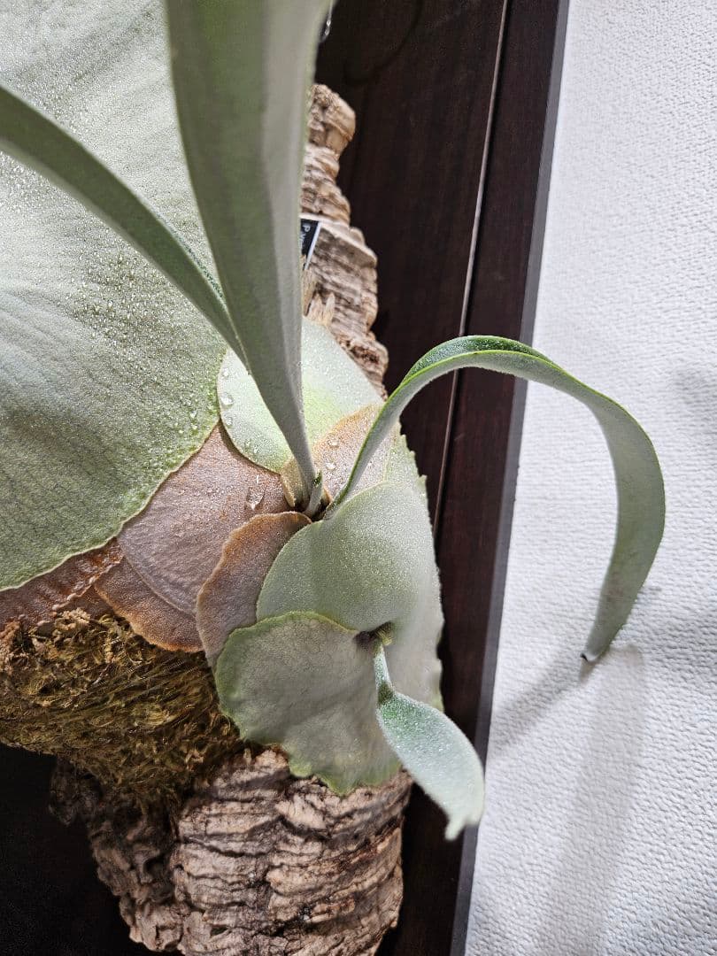 ビカクシダ P.veitchii limited species 3 edition