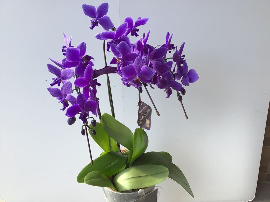 ①世界初の特別を贈ろう！フラワーオブ・ザ・イヤー受賞のブルー胡蝶蘭・ブルージーン