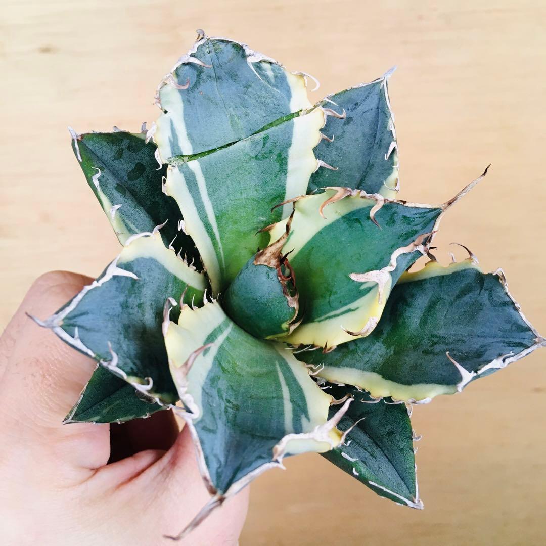 1 白鯨錦 クリーム覆輪斑 強棘 TC株 アガベ チタノタ