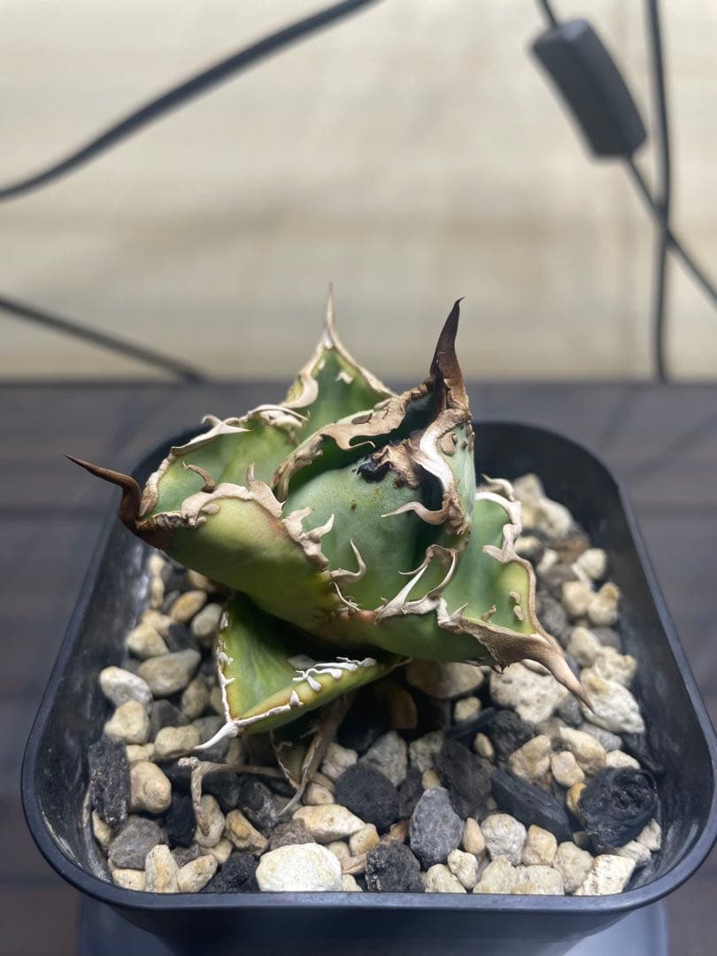 アガベ チタノタ　子株　ヨーロッパブツブツ　発根済み