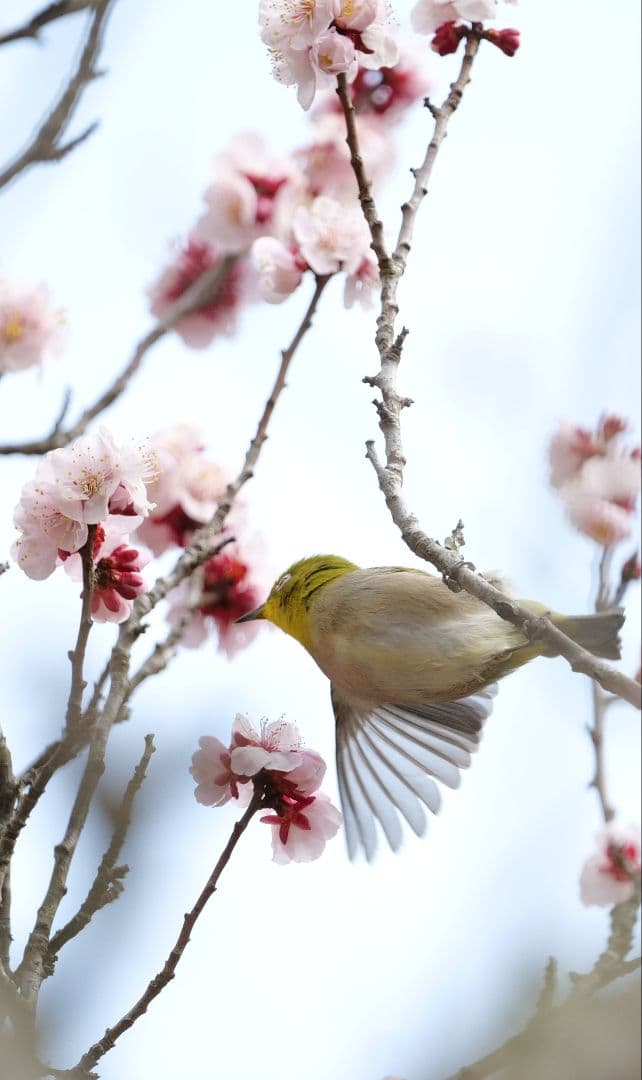 【lマウント】SIGMA 100-400mm F5-6.3 DG DN OS