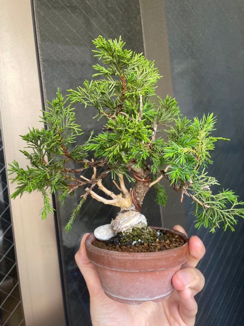 小品盆栽　真柏　糸魚川　優良素材