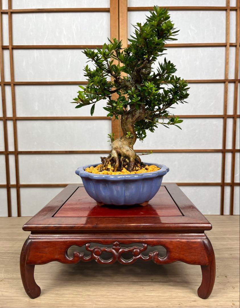 皐月 \"大盃(おおさかずき)\" 小品盆栽向け 素材