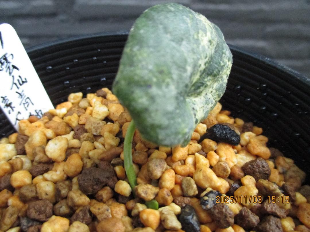 雲仙カンアオイ