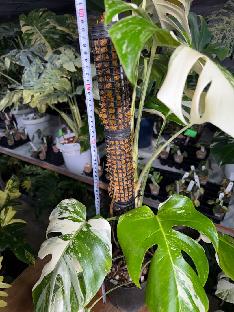 2モンステラ　ボルギシアナ　アルボ　白斑入り　鉢モスポール付き