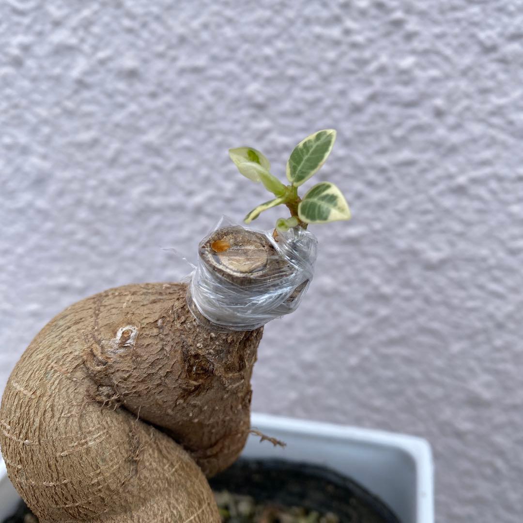 パンダガジュマル 斑入り 超希少 接木・鉢込 発根済み