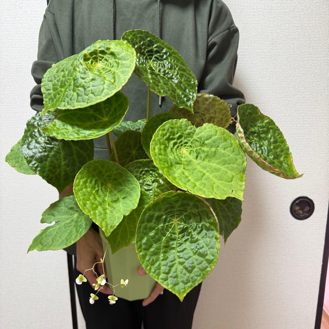 ✨希少種✨ベゴニアフートエンシスBegonia phuthoensis大株・美株