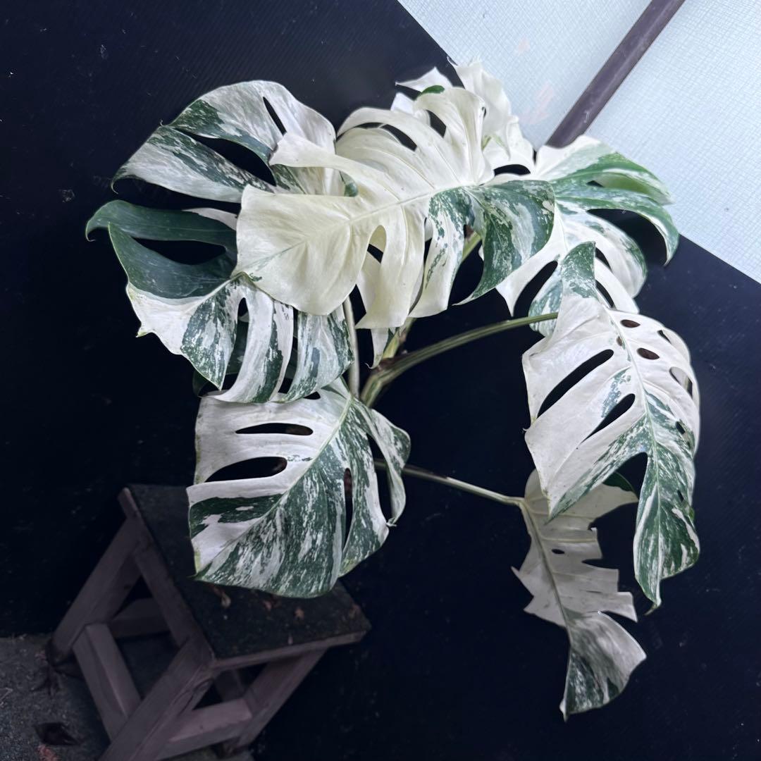 メ*3様 斑入りモンステラ ホワイトタイガー極美大株72cm白斑多