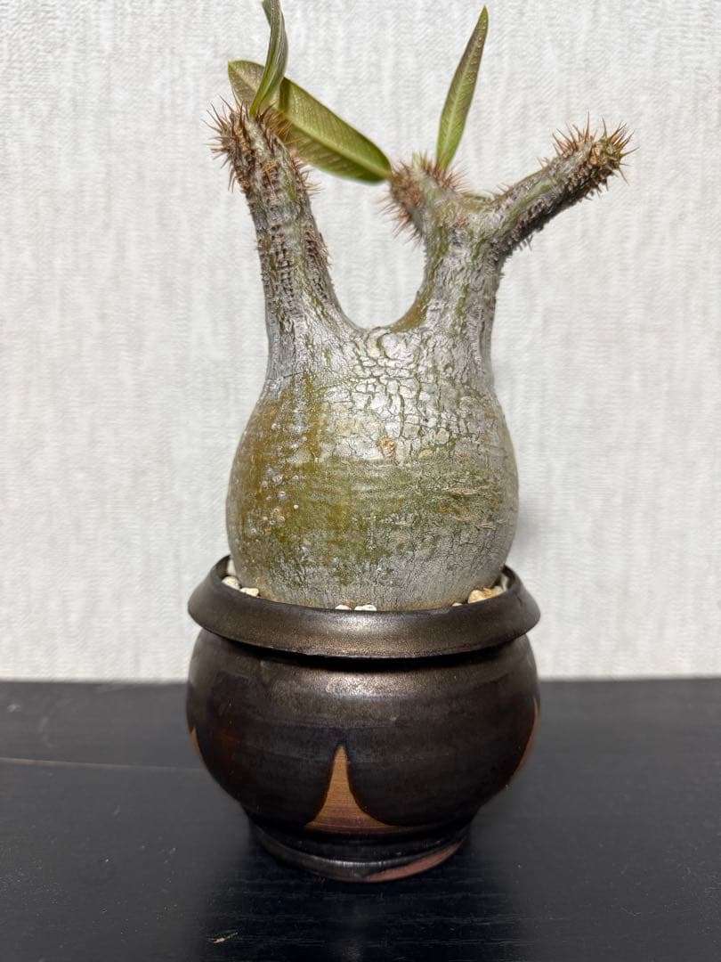 グラキリス　現地球　4年目