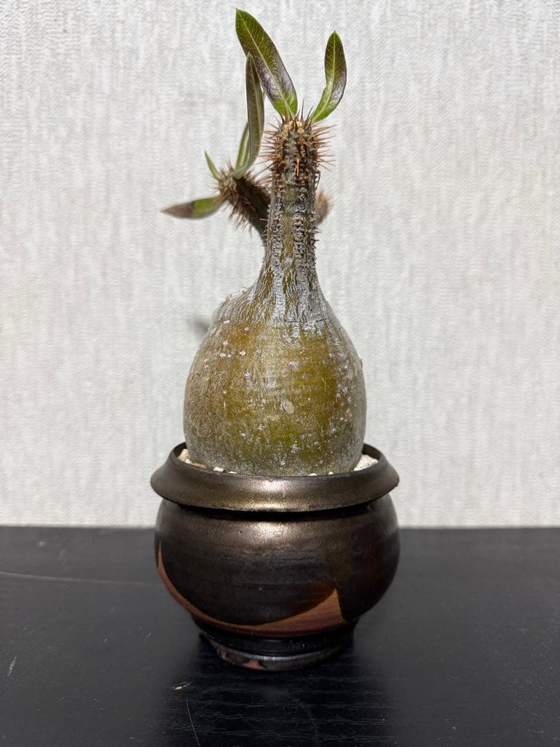 グラキリス　現地球　4年目