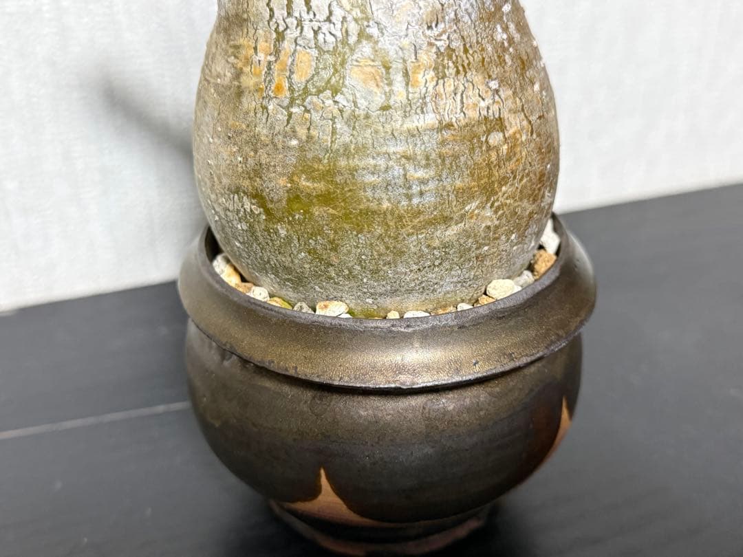 グラキリス　現地球　4年目