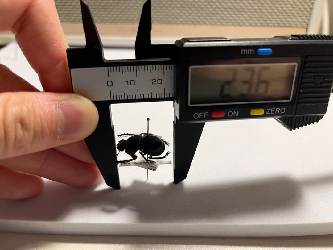 【20mm】Pachysoma striatum パキソマ フンチュウ 標本