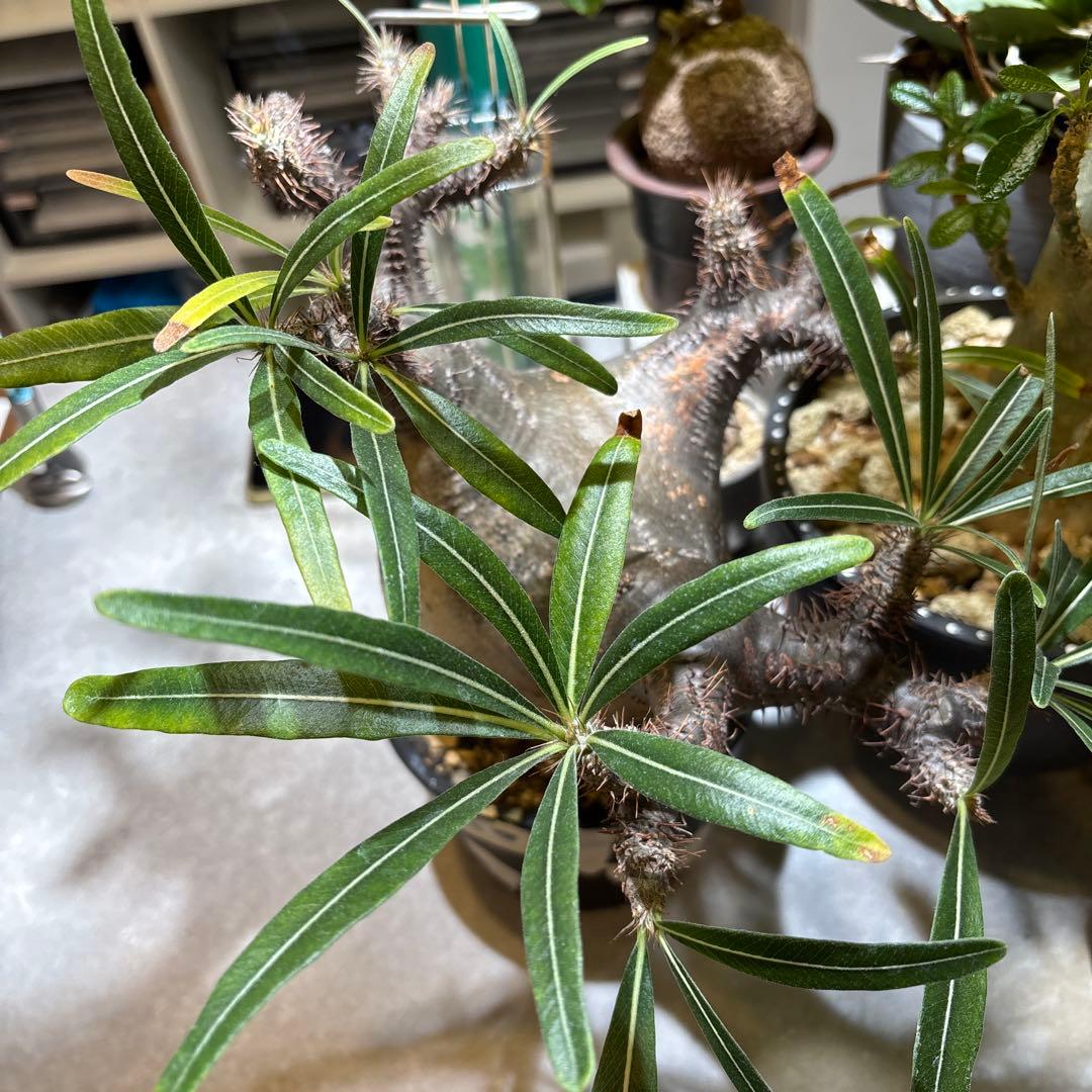 パキポディウムグラキリス