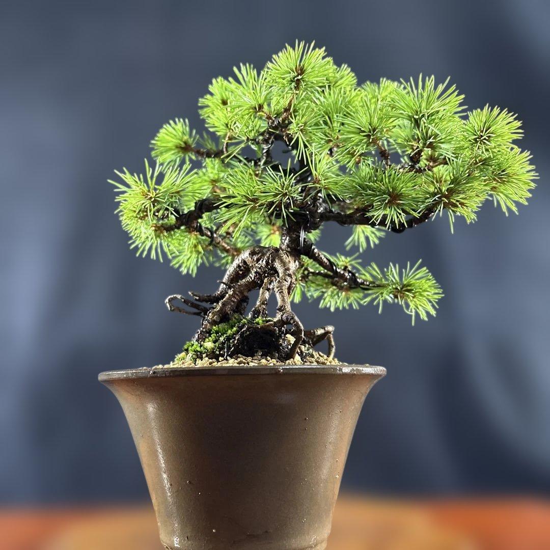 小品盆栽、赤石五葉松、根上り、模様木 目立った汚れ傷無しmedabon