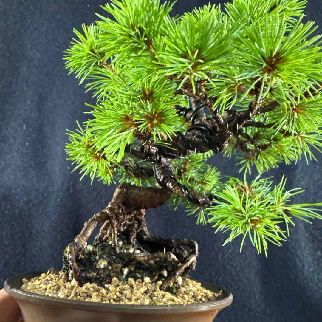 小品盆栽、赤石五葉松、根上り、模様木 目立った汚れ傷無しmedabon