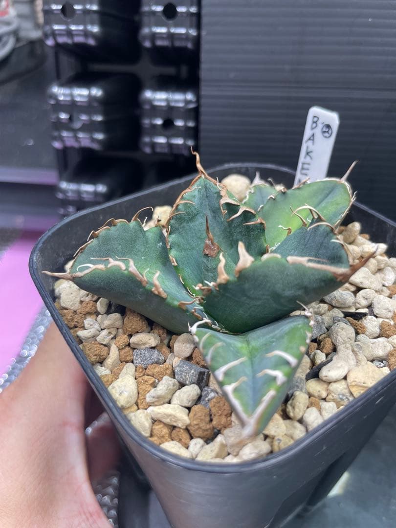 アガベ チタノタ BAKEMONO 悪魔くん バケモノ 子株②