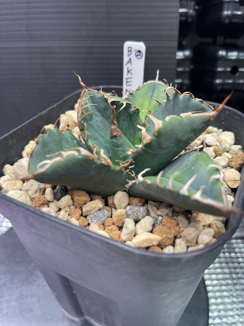 アガベ チタノタ BAKEMONO 悪魔くん バケモノ 子株②