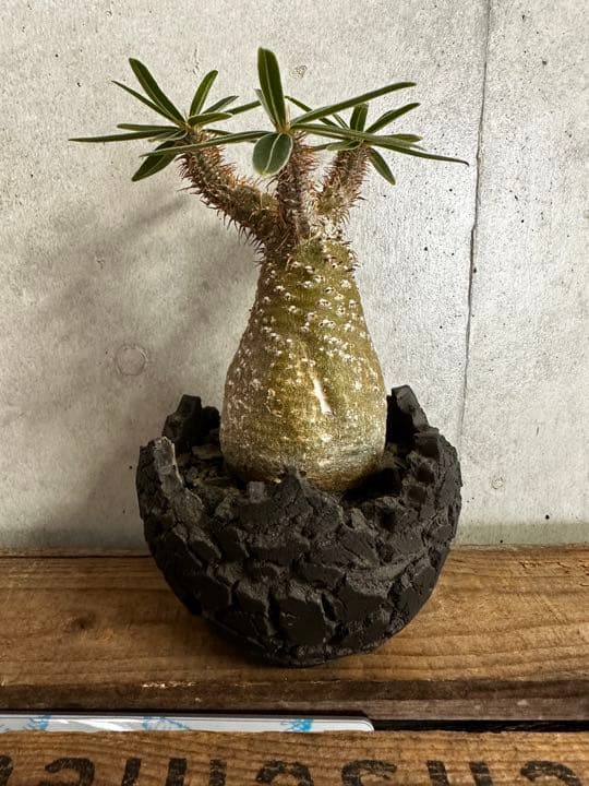 konect fang×グラキリス