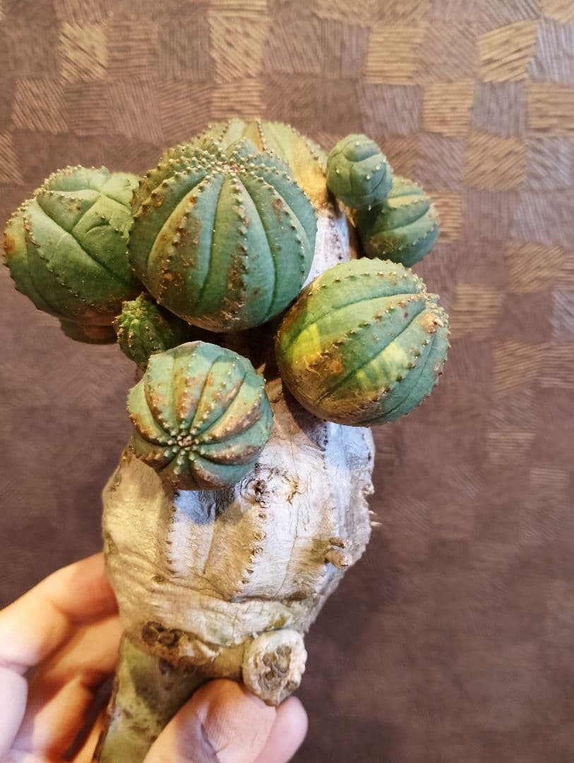 特選 特大 木質化 ユーフォルビア オールド オベサ 斑入り 子株付き