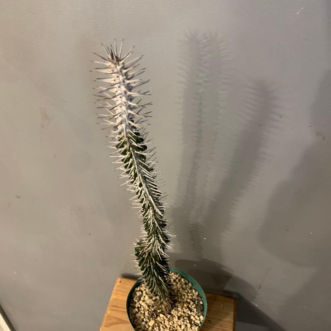 アローディア モンタグナッキー