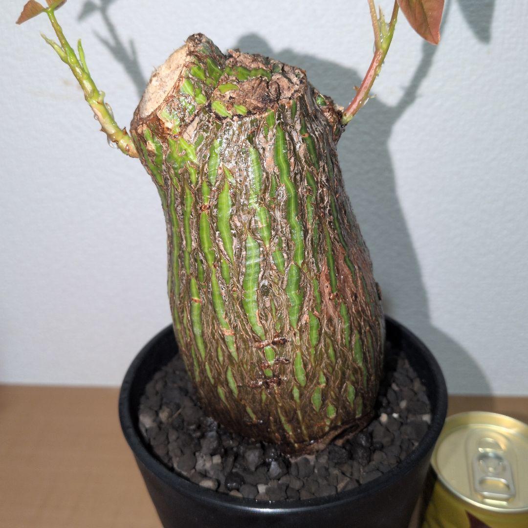 ボンバックス　エリプティクム　美株 （鉢付き）