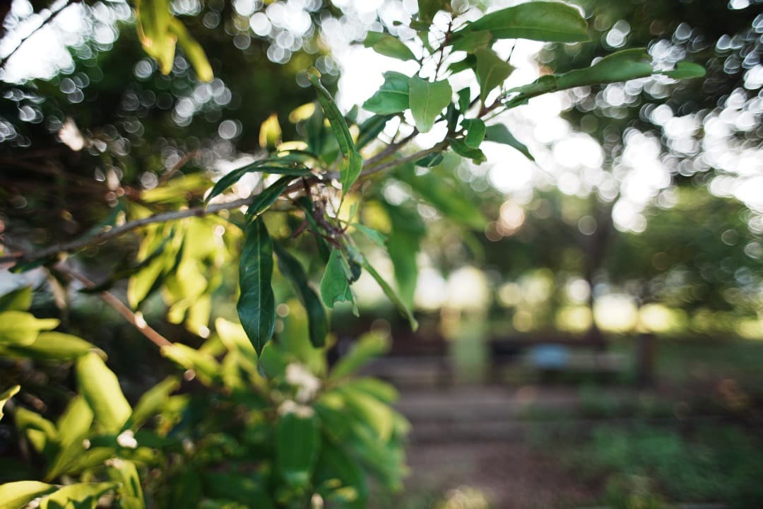 【極美品】動作◎ Canon FD 24mm F2.8 S.S.C 476