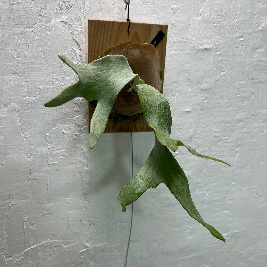 White Gizmo pupビカクシダ