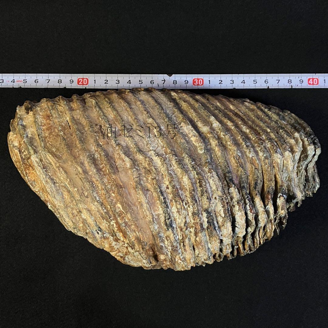 ケナガマンモス　臼歯　化石