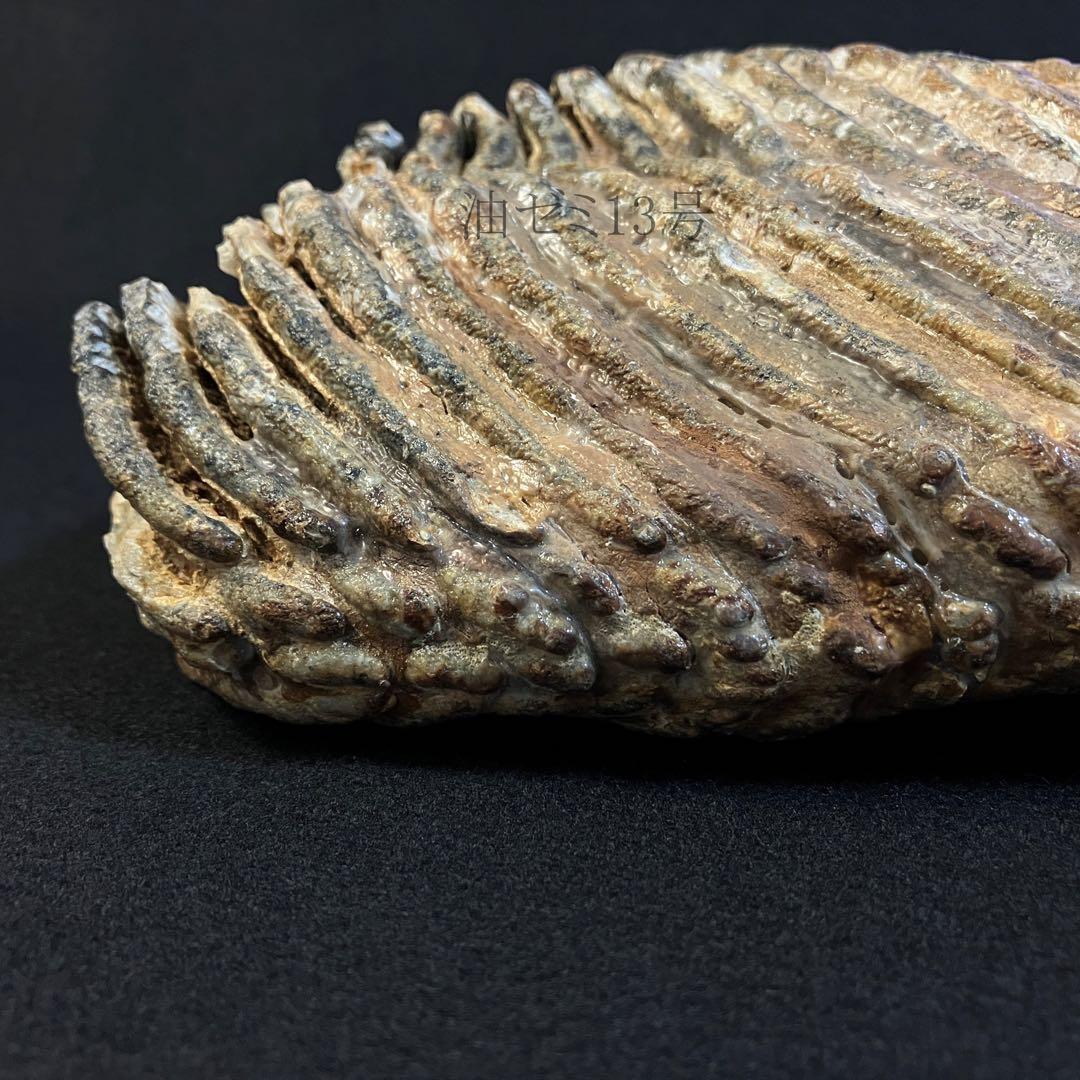 ケナガマンモス　臼歯　化石