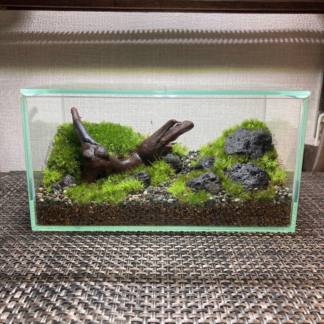 苔テラリウム　コレクション3