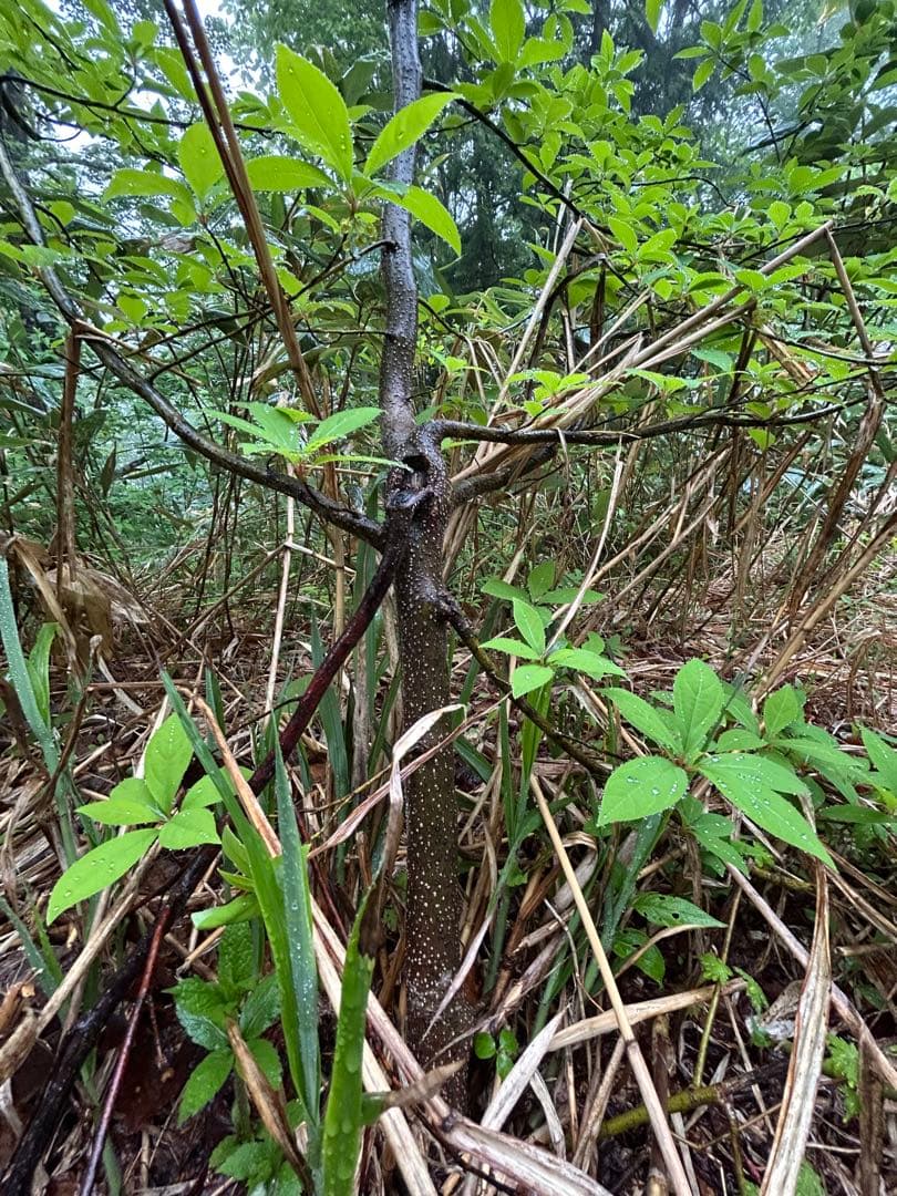 天然クロモジ　苗木　350cm