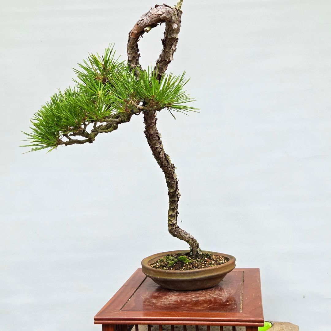 赤松　[山採り文人木]　中品盆栽