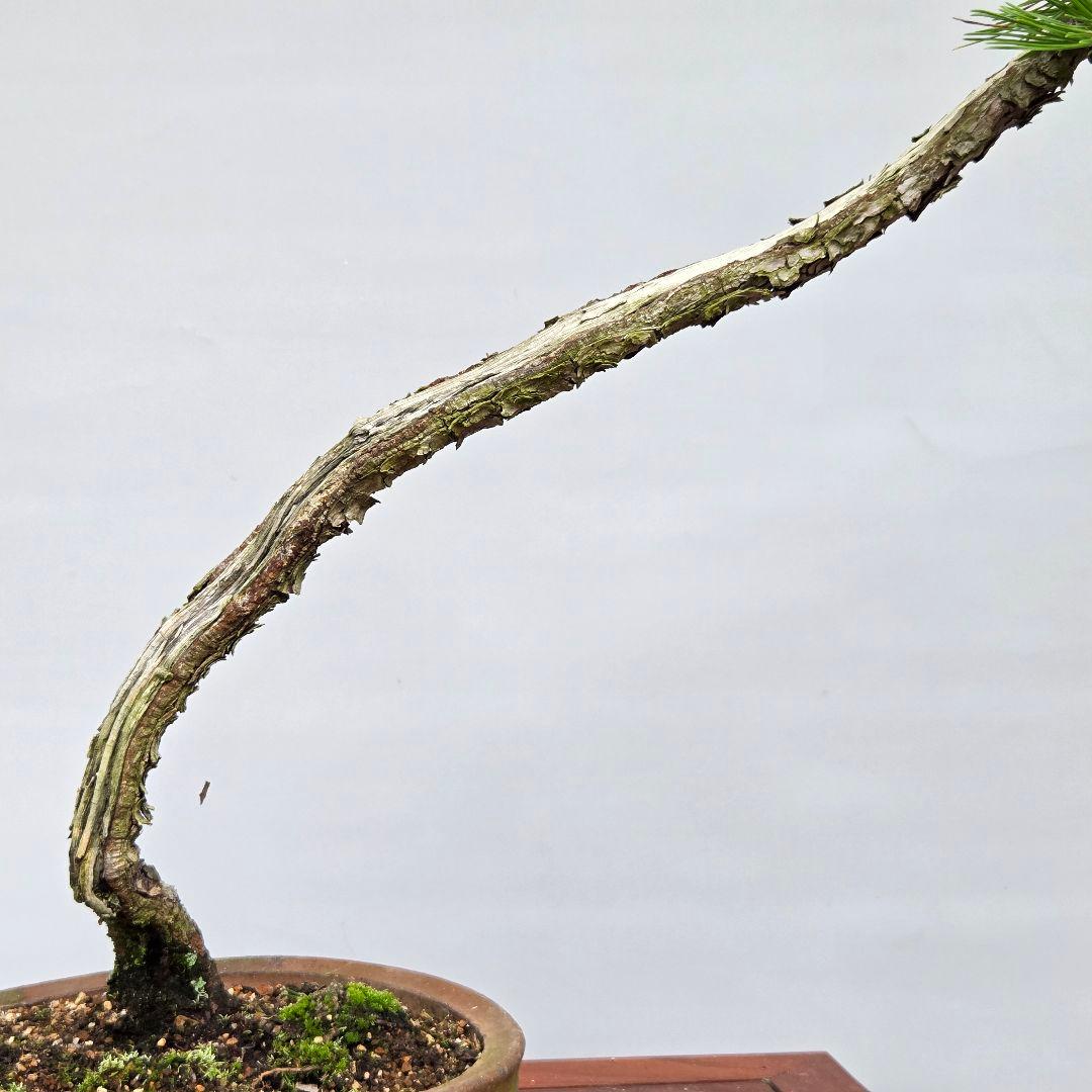赤松　[山採り文人木]　中品盆栽