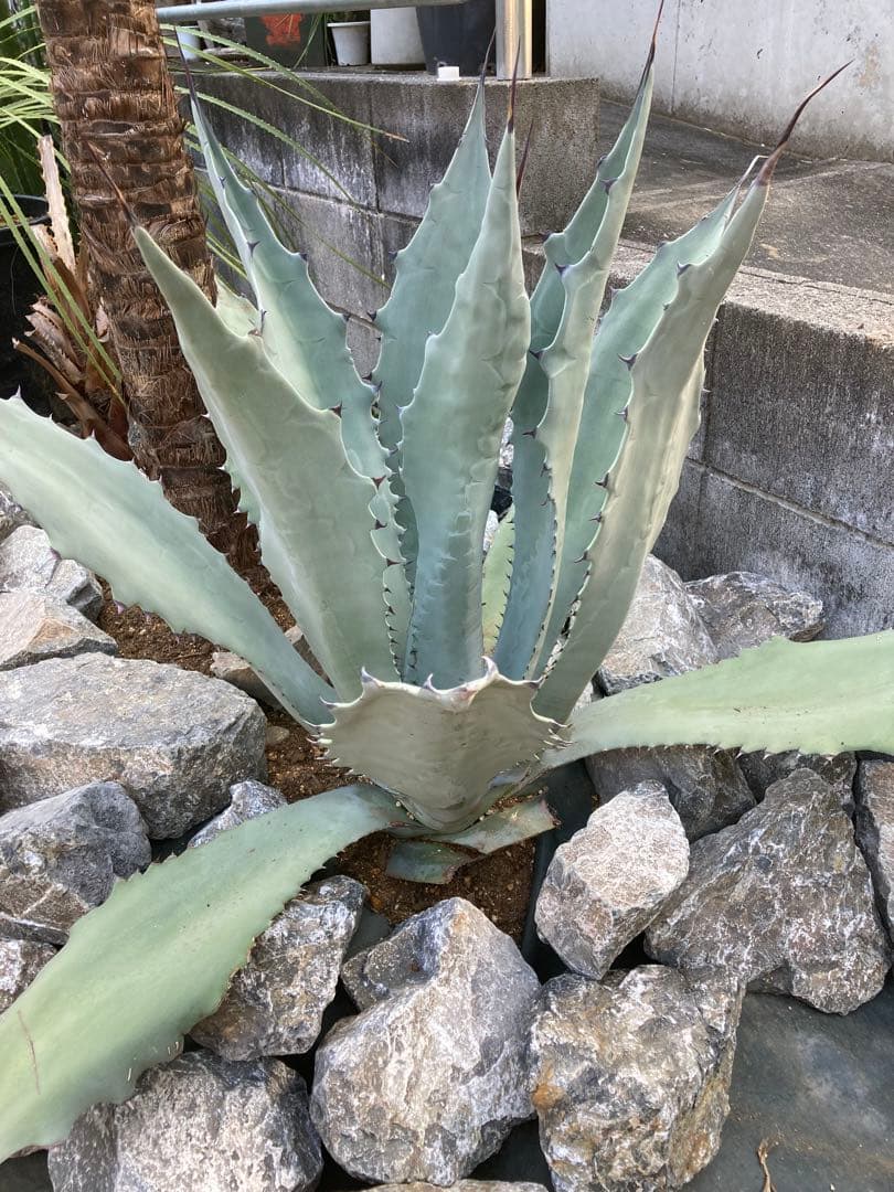 引き取り割栗石1t◇ロックガーデン南国ヤシ庭石ドライガーデンみかも石　岐阜石