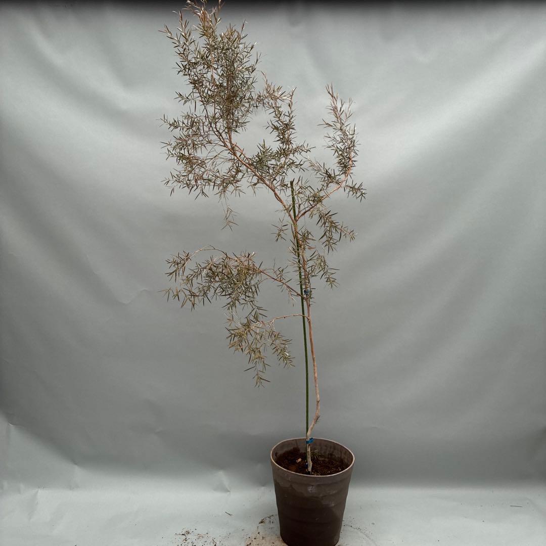 シルバーティーツリー