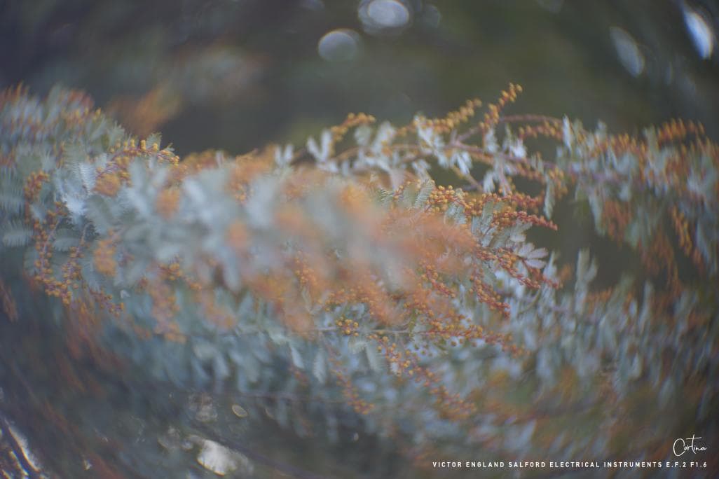 M42マウント VICTOR ENGLAND E.F.2 F1.6 ぐるぐるボケ