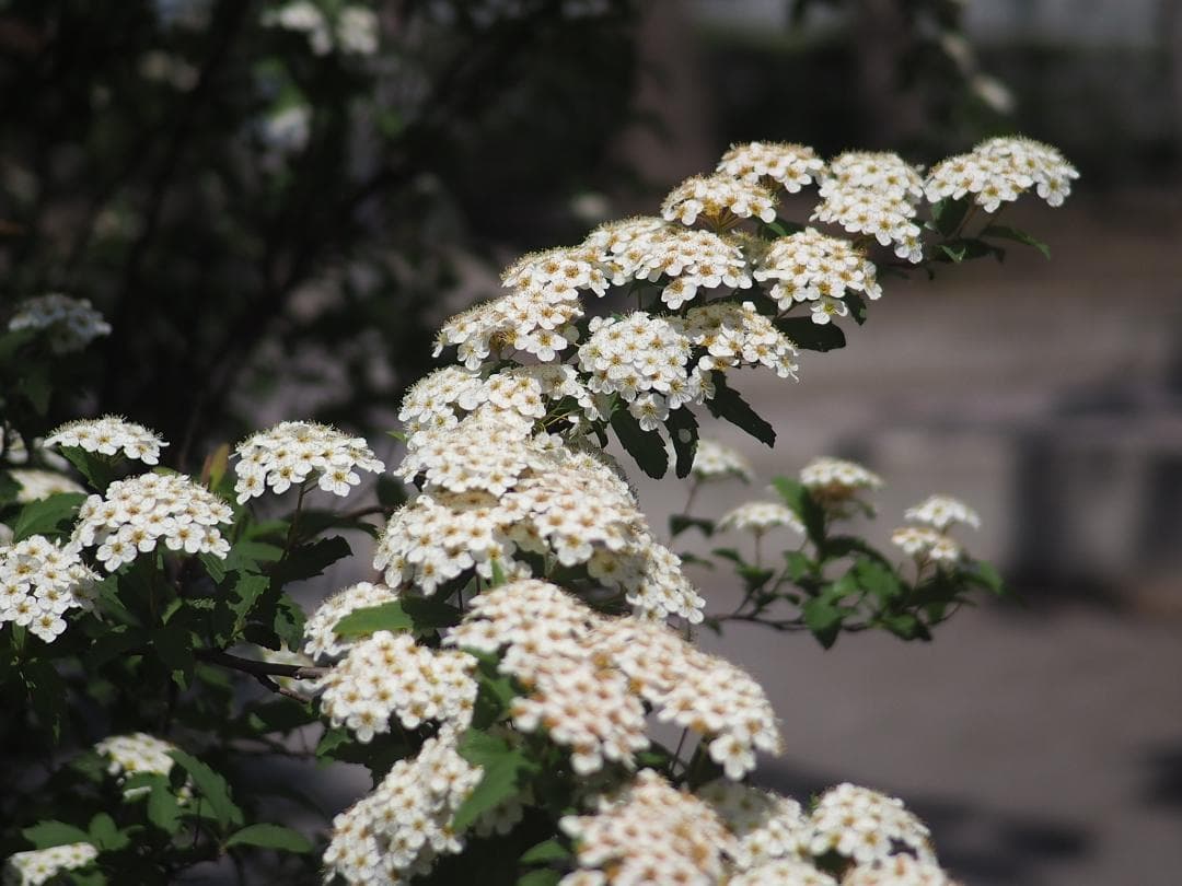 LUMIX G 20mm/F1.7 ASPH. H-H020（プロテクター付）