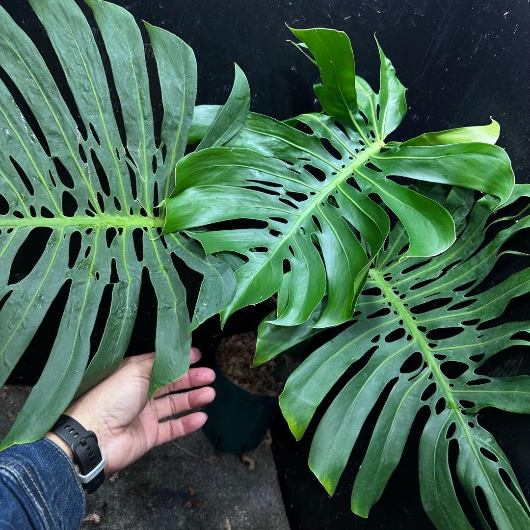 モンステラデリシオーサマクロコズム超希少系統鉢植え74㎝レア