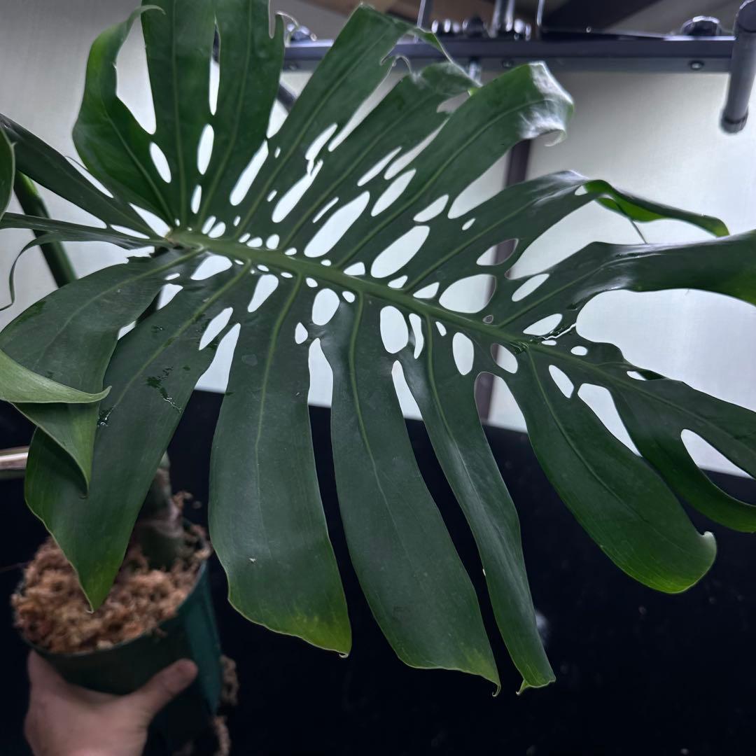 モンステラデリシオーサマクロコズム超希少系統鉢植え74㎝レア