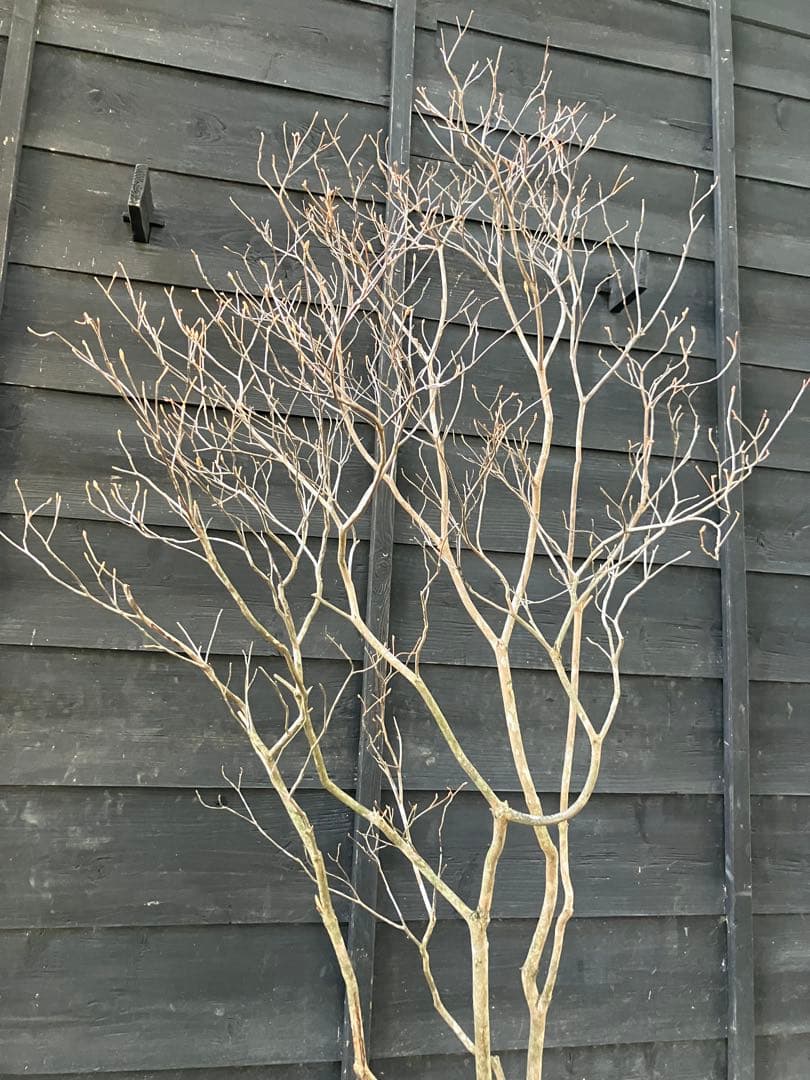 20 山採り　ミツバツツジ