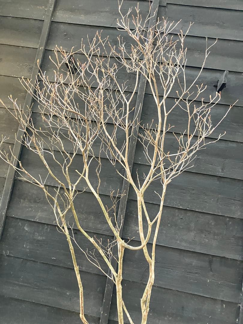 20 山採り　ミツバツツジ