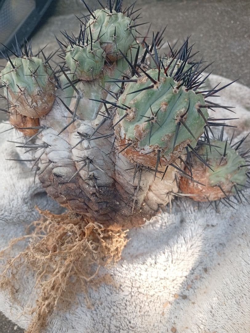 コピアポア シネレア 黒王丸 サボテン 多肉植物 多肉