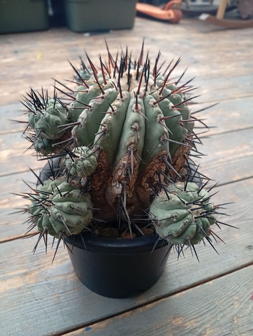 コピアポア シネレア 黒王丸 サボテン 多肉植物 多肉