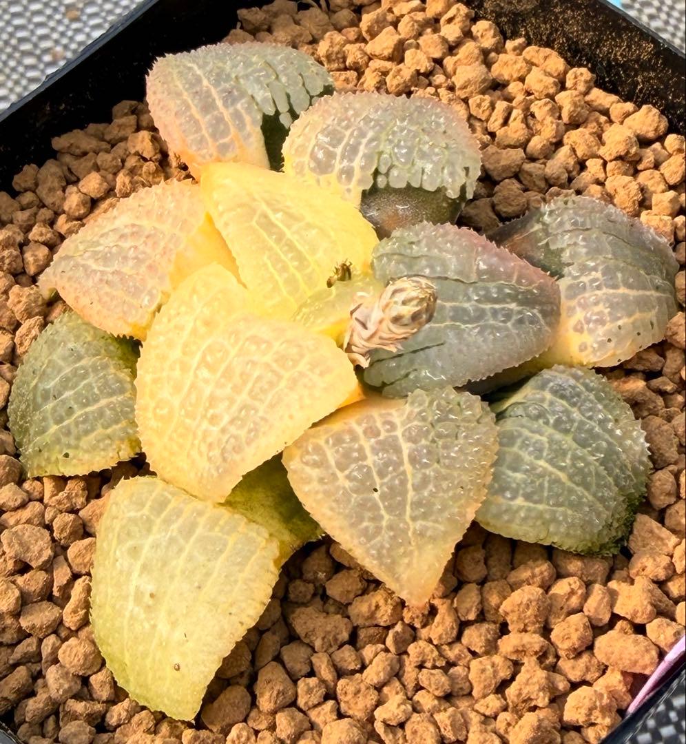 ハオルチア　天空の境錦　極上株