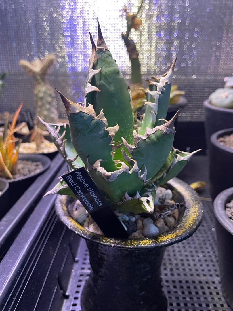 オベサ 赤猫 エボリスピナ EUワイド 鉢付き発送